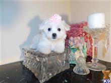 maltese puppy posted by Elegant Babies